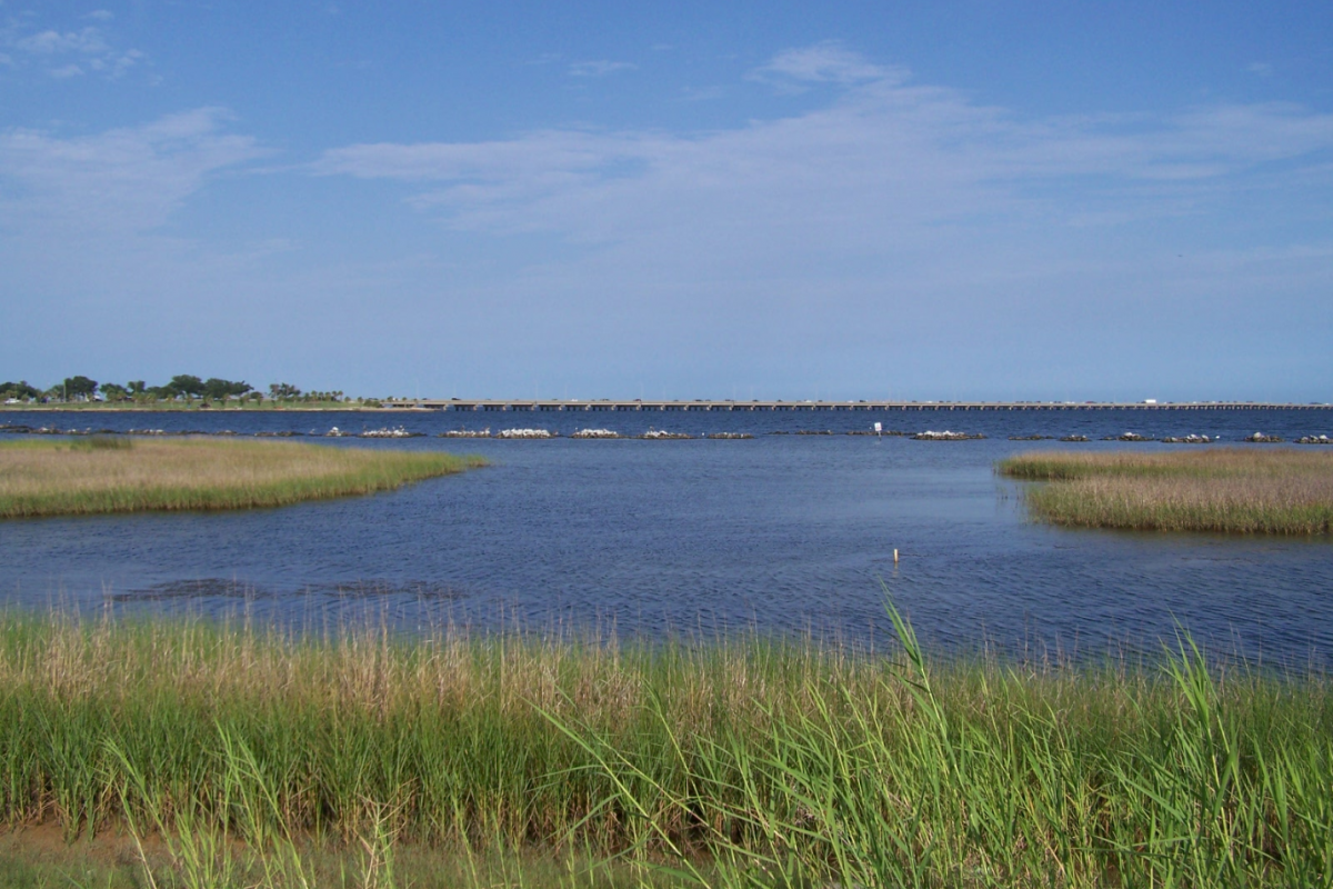 Living shorelines along the bay shore in Pensacola Florida.